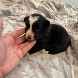 Nemean - Black and white male Border Collie puppy in Grapeview, Washington from Athena’s Collies