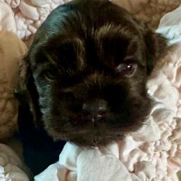 Cocoa - Brown female Cocker Spaniel puppy in Memphis, Tennessee from Cordova Cockers