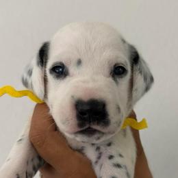 Yellow collar boy - White and black male Dalmatian puppy in Sacramento, California from Dream Dalmatians