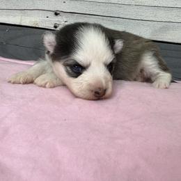 Mascarade - Black and white female Pomsky puppy in Krum, Texas from Paw-Some Pomskies