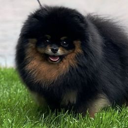 Pomeranians from VESPER POMERANIANS