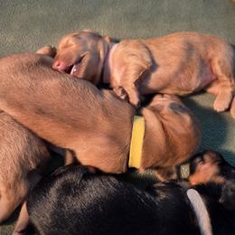 Dachshund Puppies from Rebeka Davy