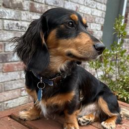 Rebel - Dachshund