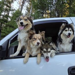 Pomsky All Grown Up from Kenna'z Kuddly Pomskiez