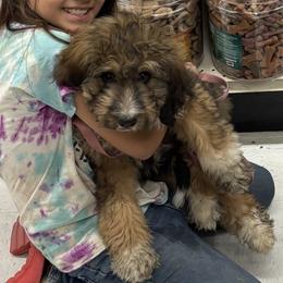 Fern - Bernedoodle