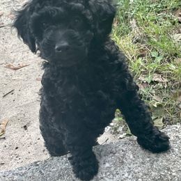 Poodle Puppies from Kindred Companions Toy Doodles