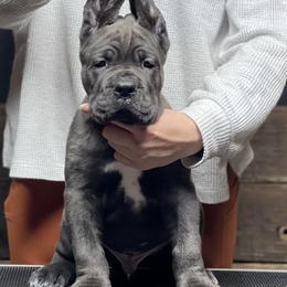 Cane Corso Puppies from Arcana Cane Corso