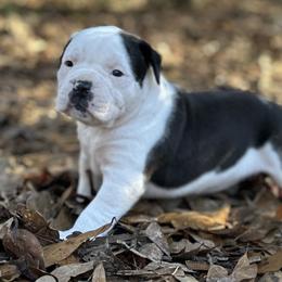 Cena - White female American Bulldog puppy in Pace, Florida from Genesis American Bulldogs