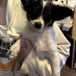 Papillon Puppies from WindyBarnYard Papillons