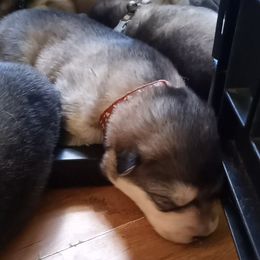 Alaskan Malamute Puppies from River Bend Malamutes