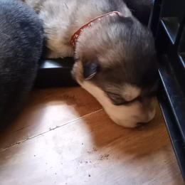 Alaskan Malamute Puppies from River Bend Malamutes