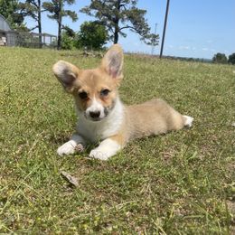 Buttercup - Pembroke Welsh Corgi puppy in Oklahoma from Southern Cottage Pups