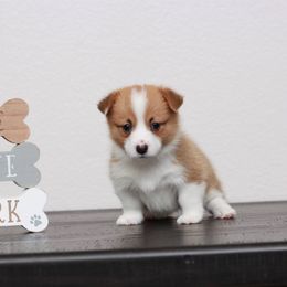 Pembroke Welsh Corgi Puppies from Red River Corgis