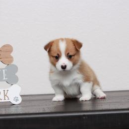 Pembroke Welsh Corgi Puppies from Red River Corgis