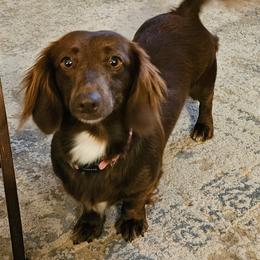 Molly - Dachshund