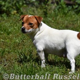 Hope - Russell Terrier