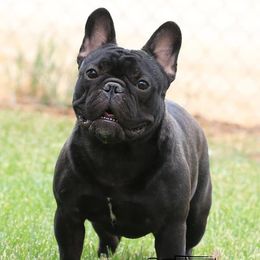Aries - French Bulldog