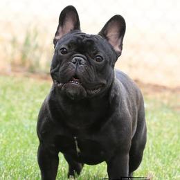 Aries - French Bulldog