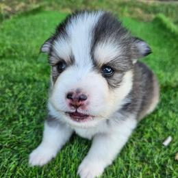 Nala - Black and white female Pomsky puppy in Southern California, California from SoCal Pomskies LLC