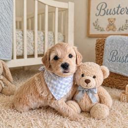 Buster - Cream male Goldendoodle puppy in Aurora, Illinois from Chicago Goldendoodles