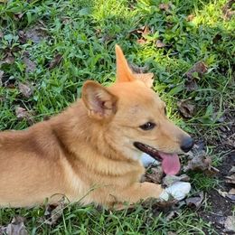 Thor - Pembroke Welsh Corgi