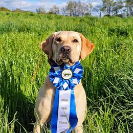 Dallas - Labrador Retriever