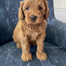 Australian Labradoodle Puppies from Pinnacle Labradoodles