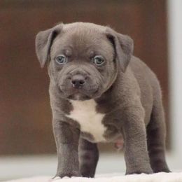 Wasabi - American Bully puppy in Nebraska from Wulfsbane American Bullies