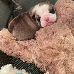 Bulldog Puppies from K & K Little Blessings
