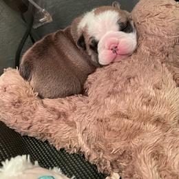 Bulldog Puppies from K & K Little Blessings