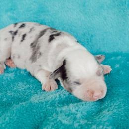 Miniature Australian Shepherd Puppies from Kuttin’ Up Mini Aussies