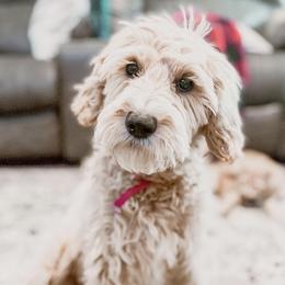 Goldendoodles from Alaya Rae doodles