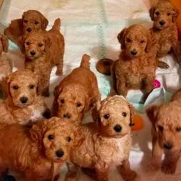 Bernedoodles, Goldendoodles, and Poodles from Wagging Tailz Pups