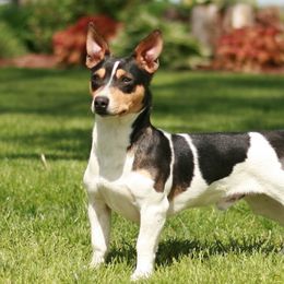 Jack - Teddy Roosevelt Terrier