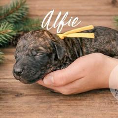 Alfie - Wheaten male Whoodle puppy in Knoxville, Tennessee from Fleury Farm Doodles TN
