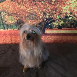 Little Bear - Yorkshire Terrier