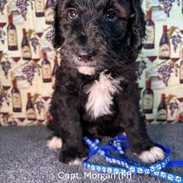 Capt. Morgan - Black male Goldendoodle puppy in Water Valley, Mississippi from Olympian Doodles