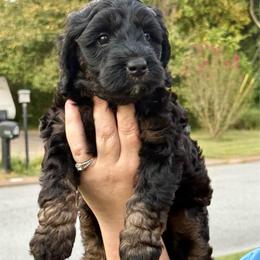 Rachel - Phantom female Bernedoodle puppy in Chattanooga, Tennessee from Scenic City Doodles