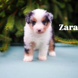 Zara - Blue merle female Miniature American Shepherd puppy in Battle Ground, Washington from Casita Miniature American Shepherds