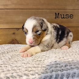 Muse - Blue merle male Australian Shepherd puppy in Kearney, Nebraska from Helix Aussies