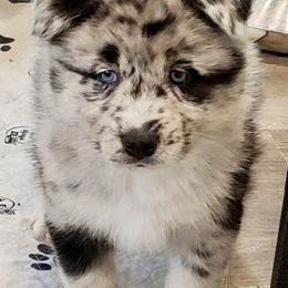 Pomeranian and Pomsky Puppies from Illinois Pomsky and Pomeranian