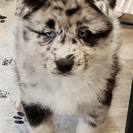 Pomeranian and Pomsky Puppies from Illinois Pomsky and Pomeranian