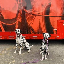 Basset Hound and Dalmatian Puppies from Lazy B Bassets and Dalmatians