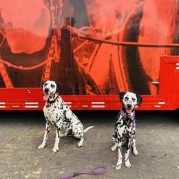 Basset Hound and Dalmatian Puppies from Lazy B Bassets and Dalmatians