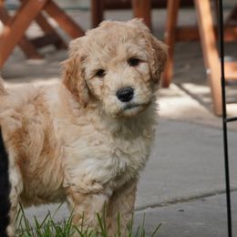 Apollo - Apricot Goldendoodle puppy in Provo, Utah from Mendenhall Goldendoodles
