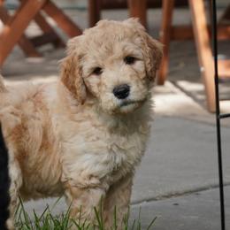 Apollo - Apricot Goldendoodle puppy in Provo, Utah from Mendenhall Goldendoodles