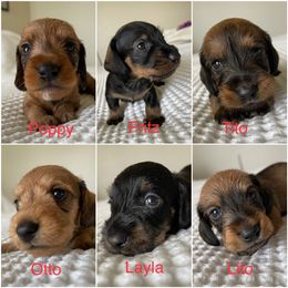 Dachshund Puppies from Vom Dörnerstein