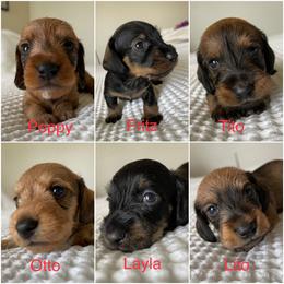 Dachshund Puppies from Vom Dörnerstein
