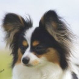 Papillon All Grown Up from Blairwynn Papillons