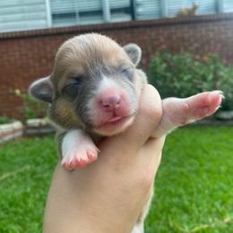 Female 1 - Sable female Pembroke Welsh Corgi puppy in Hueytown, Alabama from AAA Corgis